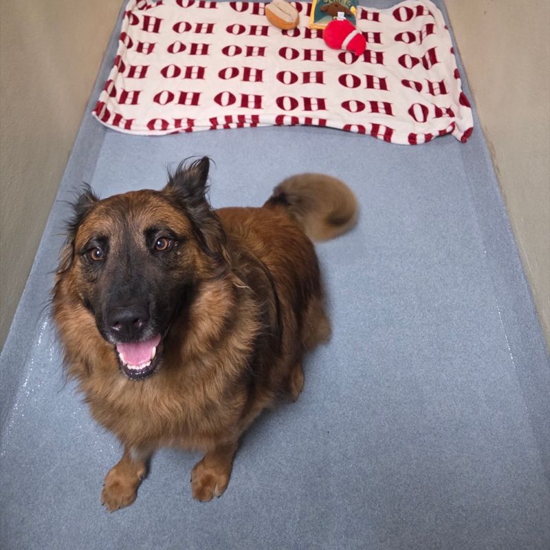 A happy rescued dog sits inside a completed kennel